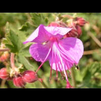 Geranium a long rhizome - Geranium Macrorrhizum (fam. Geraniacees) (Alpes occidentales) (3)